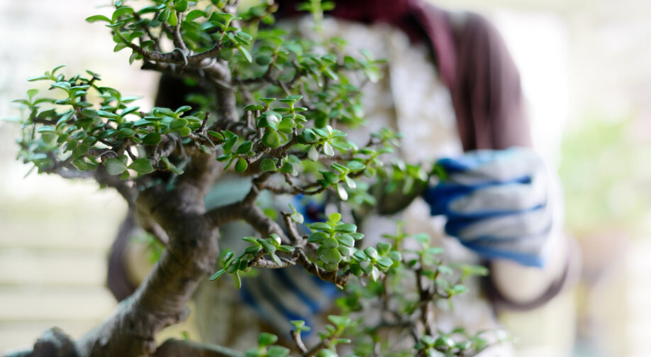 Drzewko bonsai w domu - jak pielęgnować? Przycinanie i podlewanie drzewka